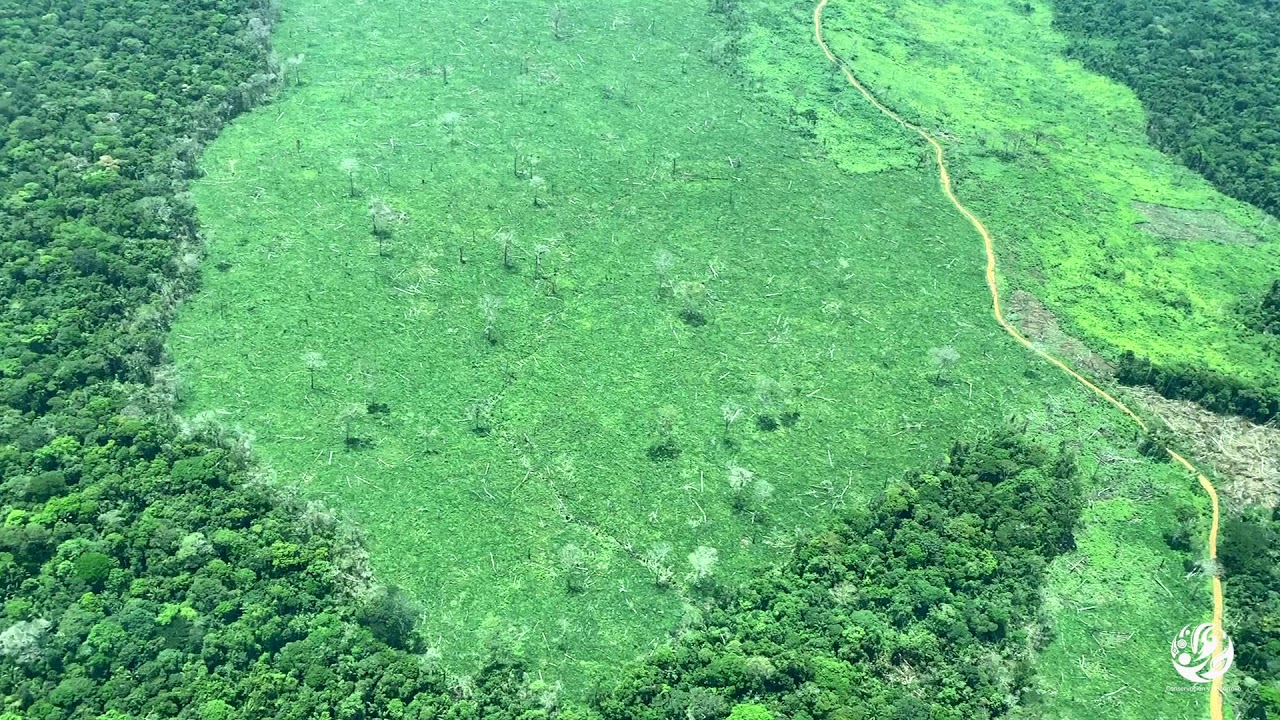deforestacion efe