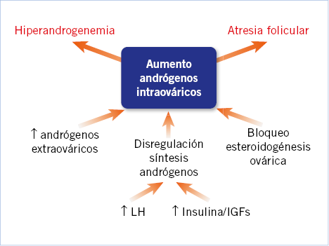 hiperandrogenismo hiperandrogenismo